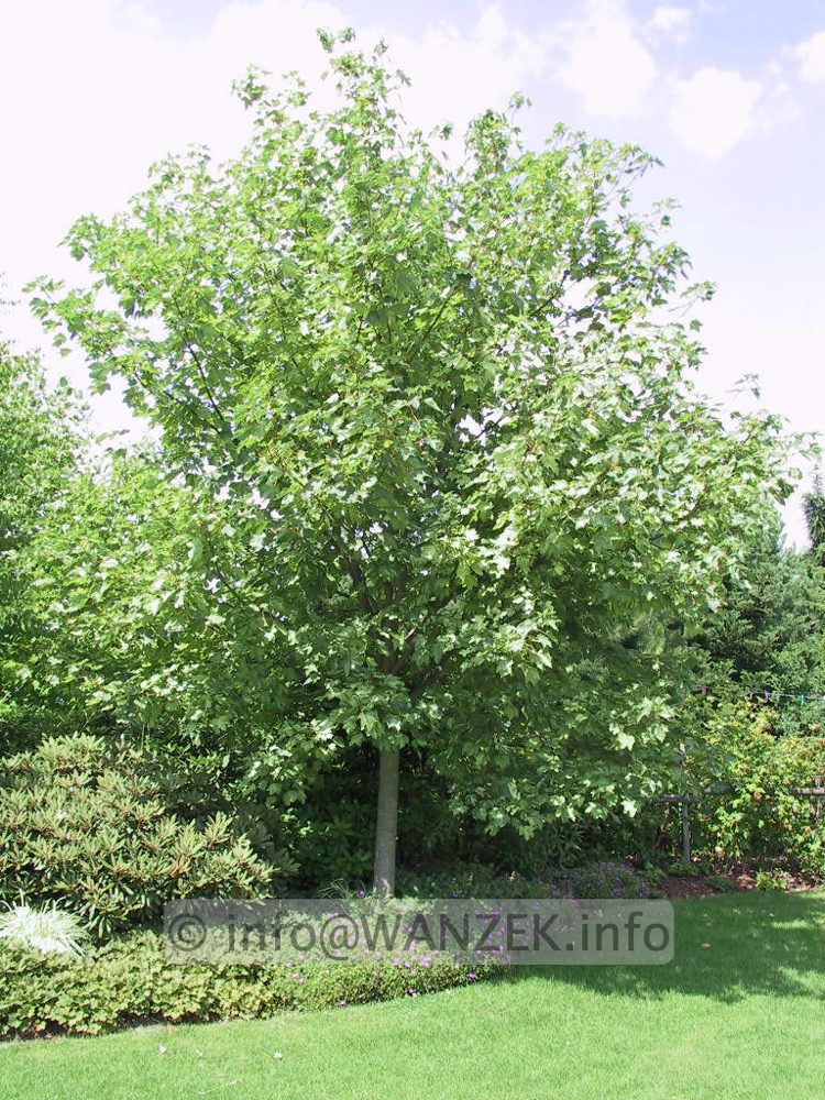 Acer pseudoplatanus Leopoldii - Baum.jpg